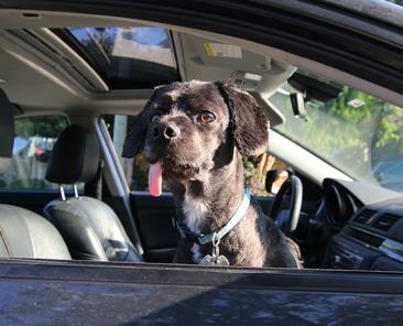 Vancouver Dog in Car