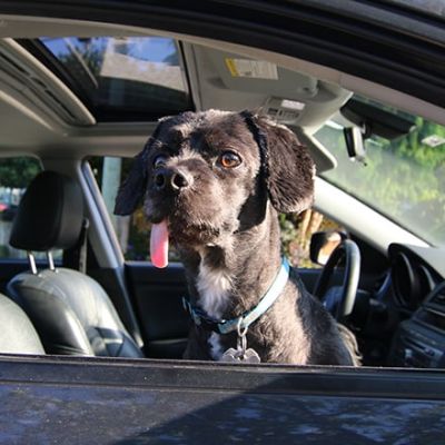 Vancouver Dog in Car