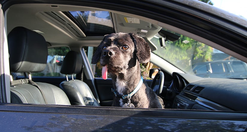 Vancouver Dog in Car